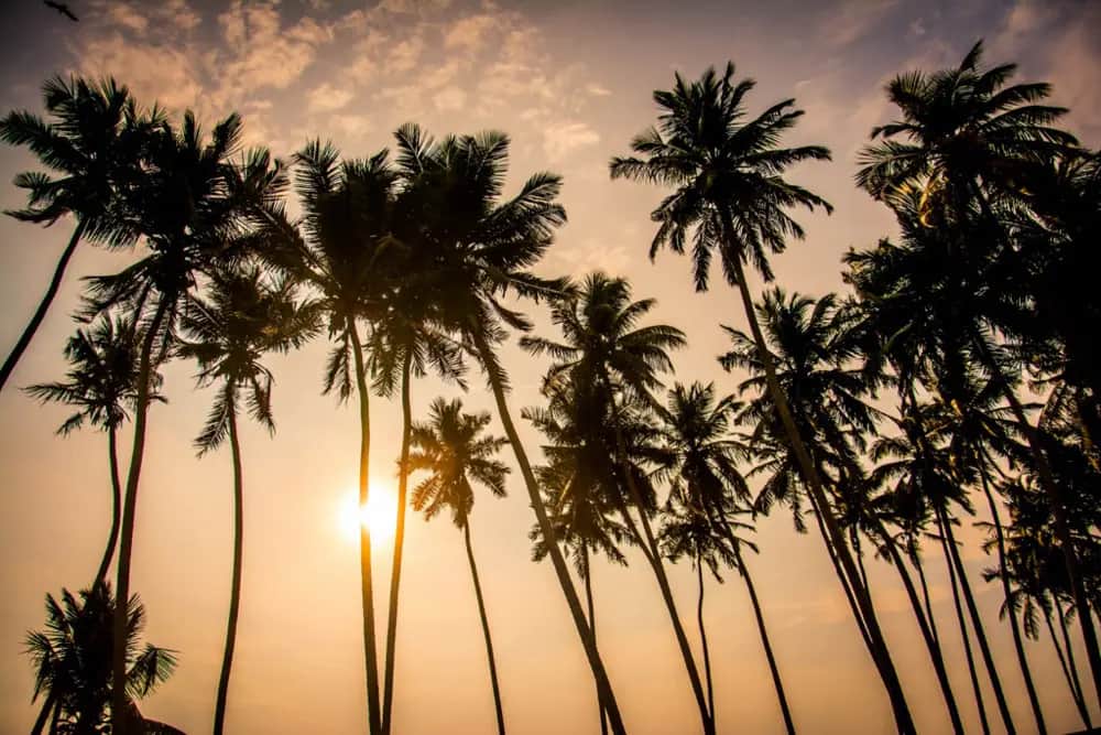 A look at Wadduwa, one of the places on our Sri Lanka trips