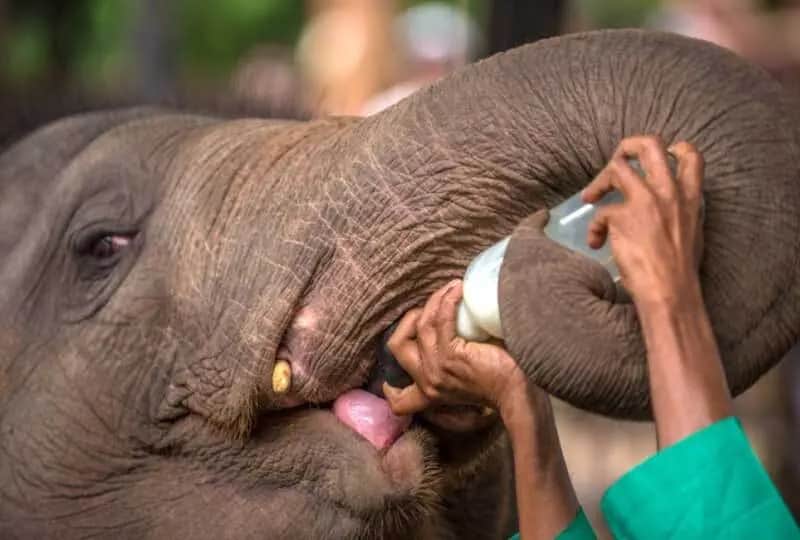 Day trip to Pinnawala: a moment from this private Sri Lanka trip