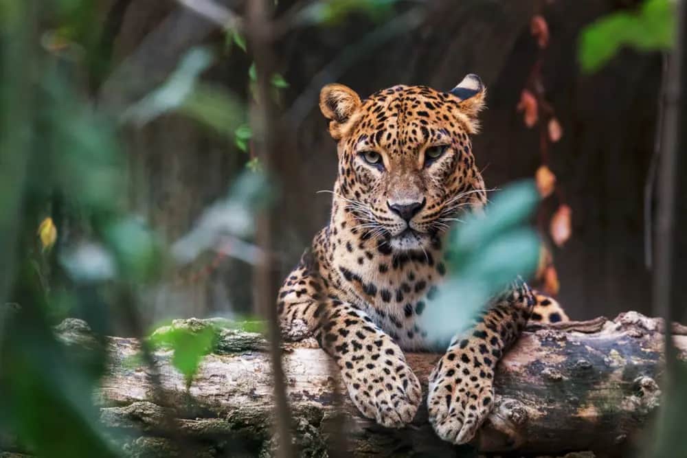 Travelling in Sri Lanka on the Wildlife Photography Tour itinerary