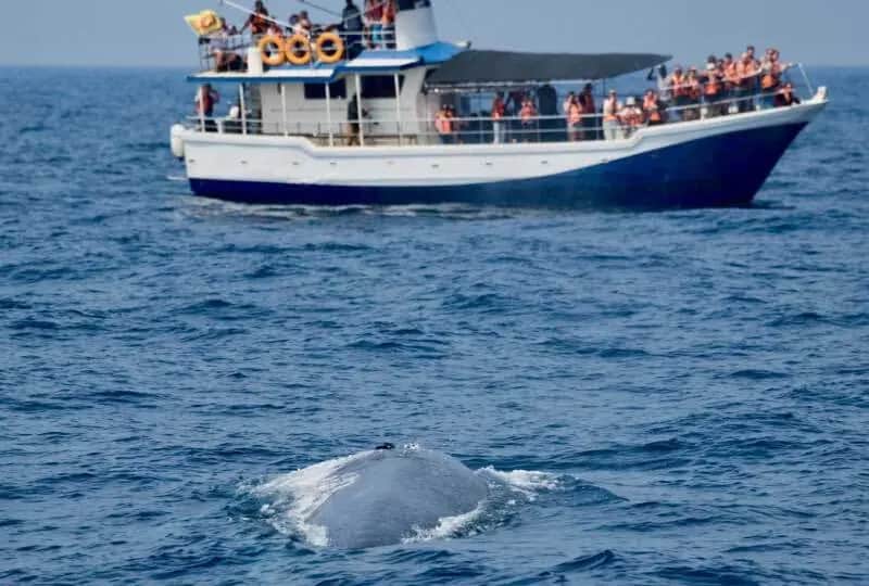 Travelling in Sri Lanka on the Whale and dolphin watching tour in Mirissa itinerary