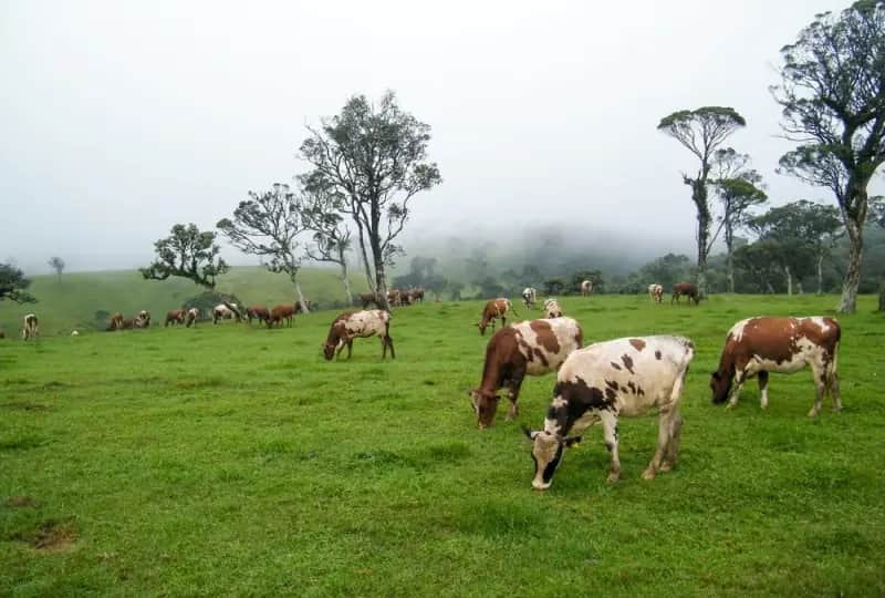 A view of Ambewella Farm in Horton Plains, Sri Lanka