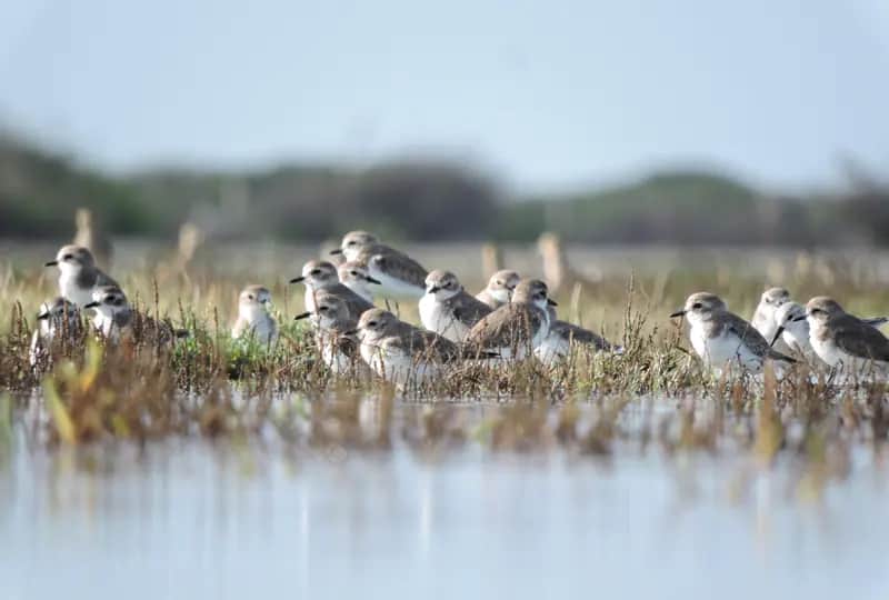 Bird Watching in Mannar, Sri Lanka
