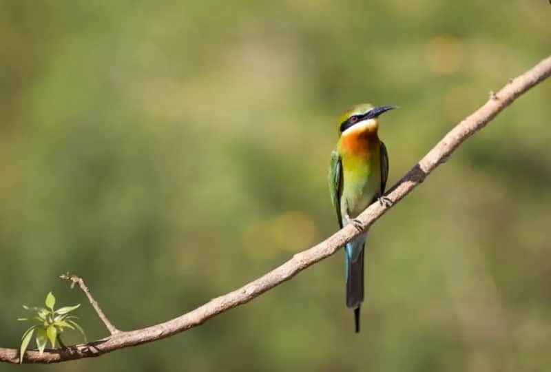 Birdwatching in Kumana National Park, one of the things to do in Sri Lanka