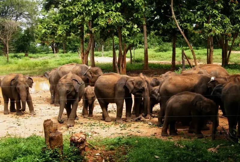 Elephant Transit Home in Udawalawe, Sri Lanka