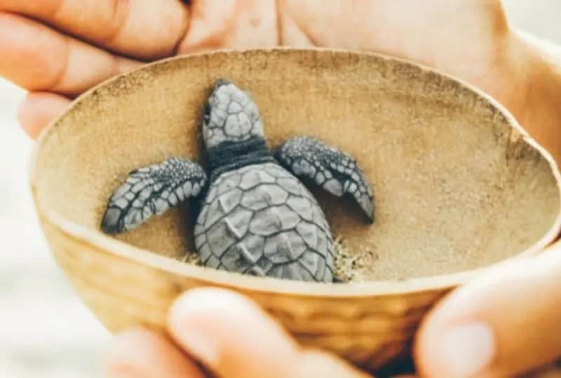 A view of Habaraduwa Turtle Hatchery in Galle, Sri Lanka