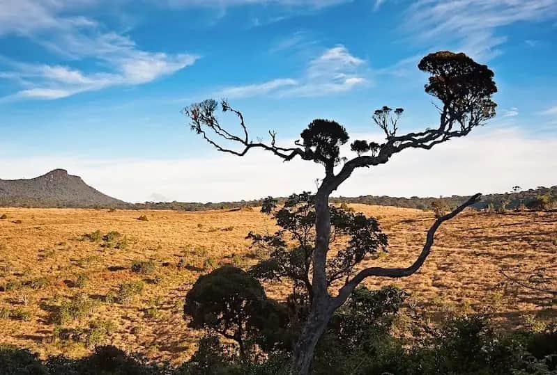 Horton Plains, one of the things to do in Sri Lanka