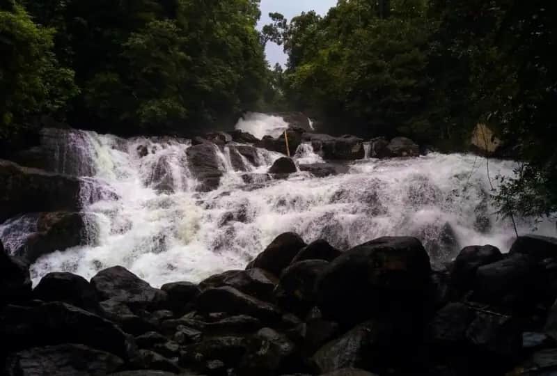 A view of Kanneliya Rainforest in Galle, Sri Lanka