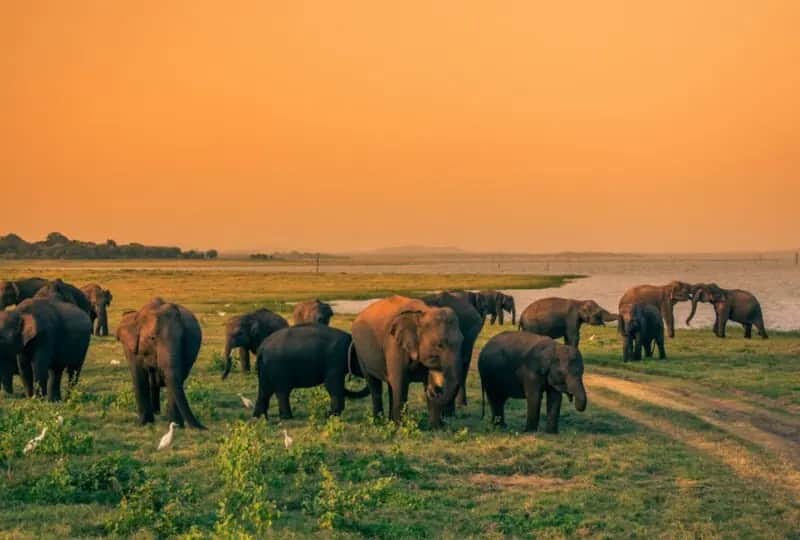 A view of Kaudulla National Park Safari, Sri Lanka