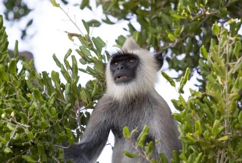 Kumana National Park Safari, one of the things to do in Sri Lanka