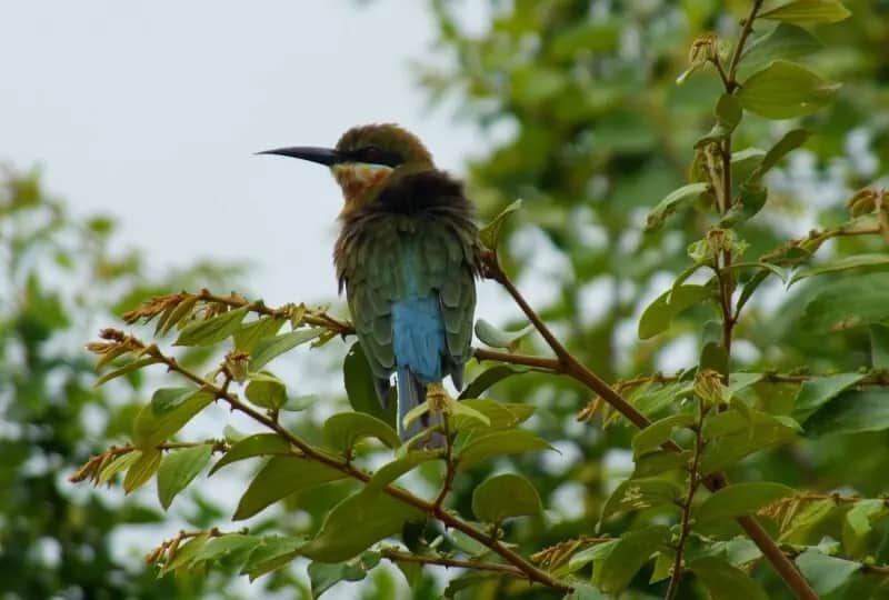 Kumana National Park, one of the things to do in Sri Lanka