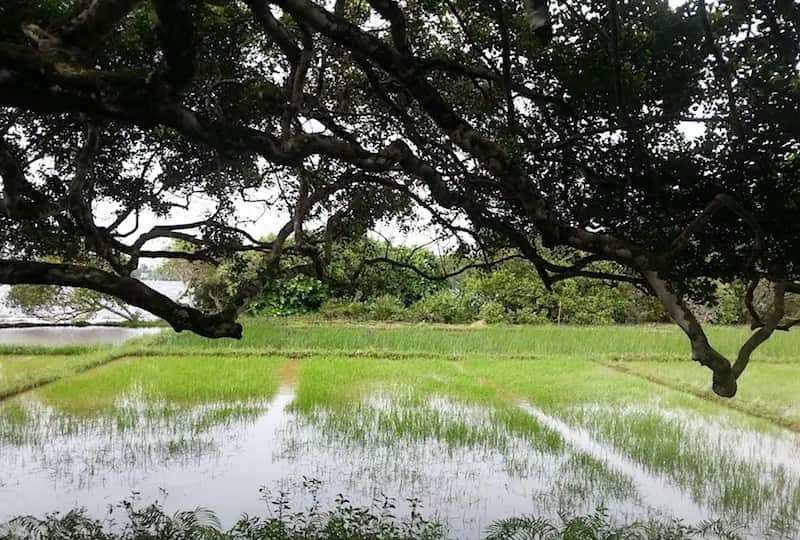 Lunuganga Estate in Bentota, Sri Lanka