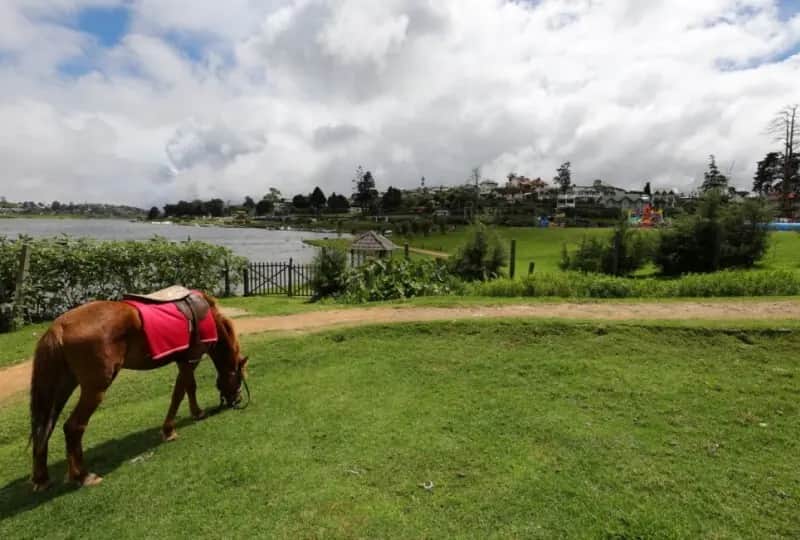 Nuwara Eliya Horse Racing Course, one of the things to do in Sri Lanka