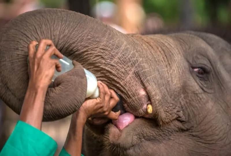 Pinnawela Elephant Orphanage in Kandy, Sri Lanka