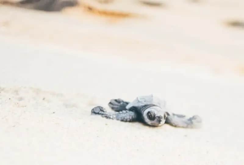 Turtle Watch Rekawa in Tangalle, one of the things to do in Sri Lanka