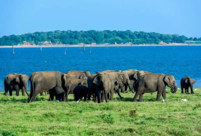 Udawalawe National Park Safari, one of the things to do in Sri Lanka
