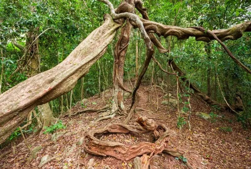 A view of Udawattakele Forest Reserve in Kandy, Sri Lanka