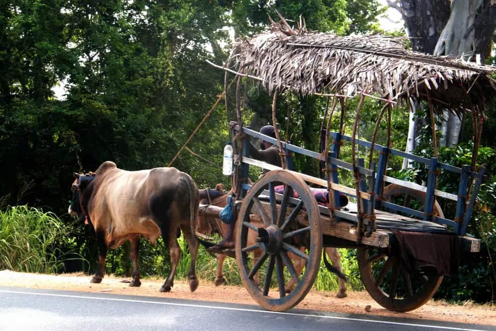 A view of Village tour in Habarana, Sri Lanka