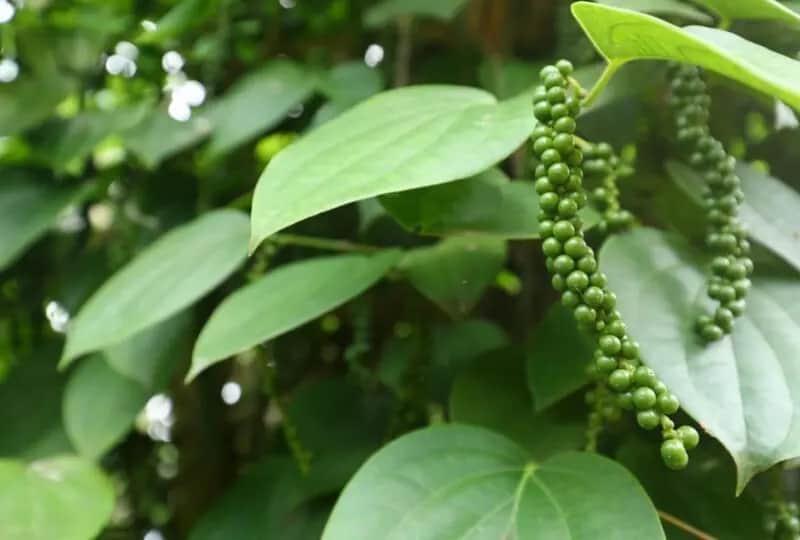Visit a Spice Garden in Kandy, Sri Lanka