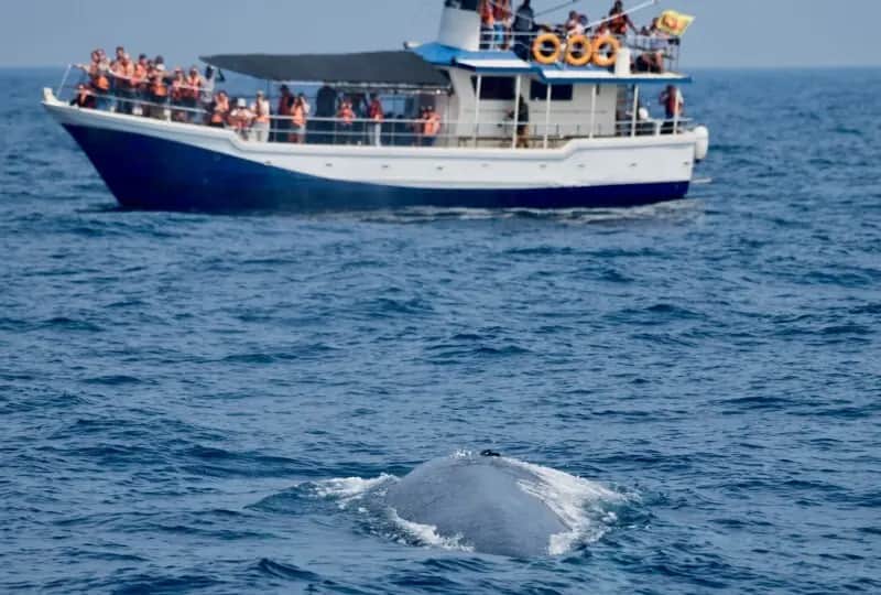 Whale & Dolphin watching in Mirissa, one of the things to do in Sri Lanka