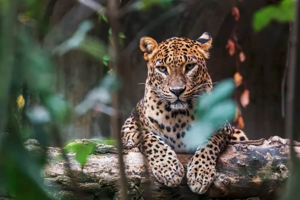 Yala National Park Safari, Sri Lanka