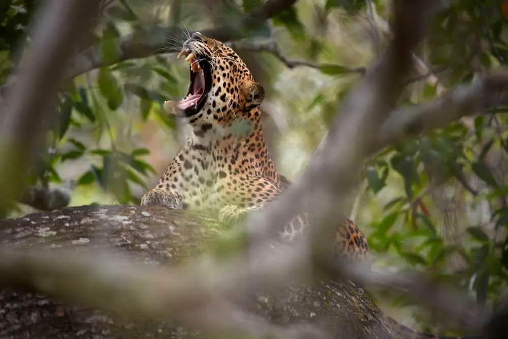 Sri Lanka Wildlife, one of our activity types