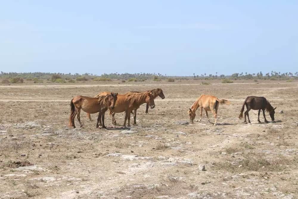 Sights and activities around Delft Island, Sri Lanka
