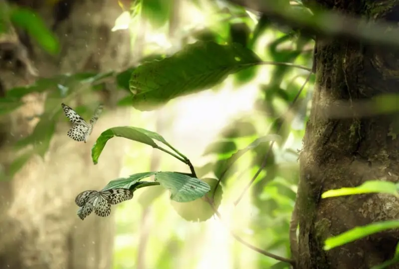 Singharaja Singharaja