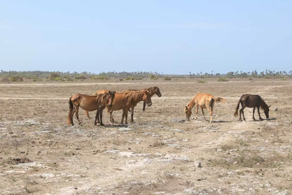Things to do in Delft Island