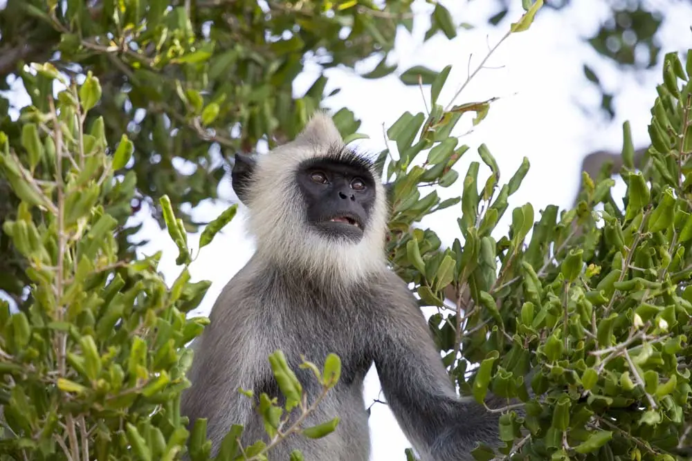 Things to do in Kumana