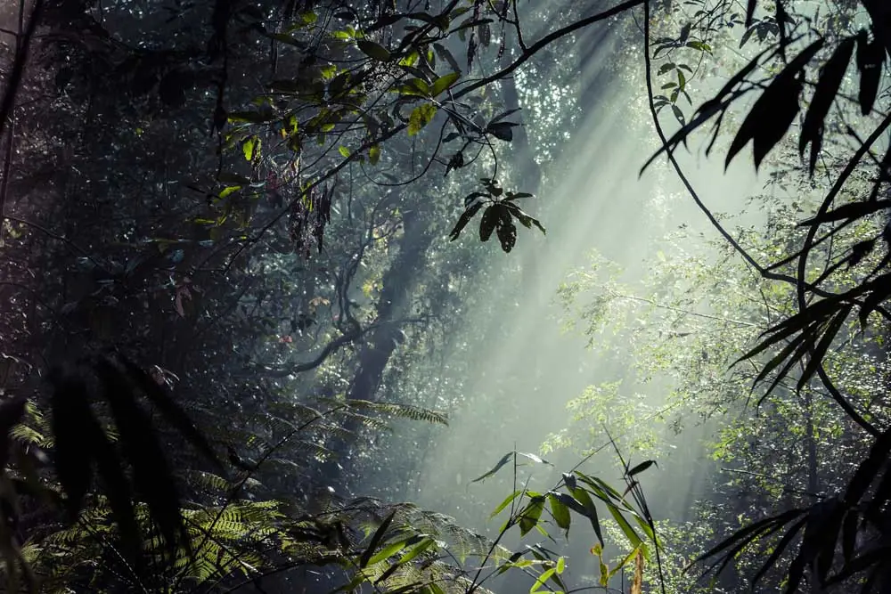 Things to do in Singharaja