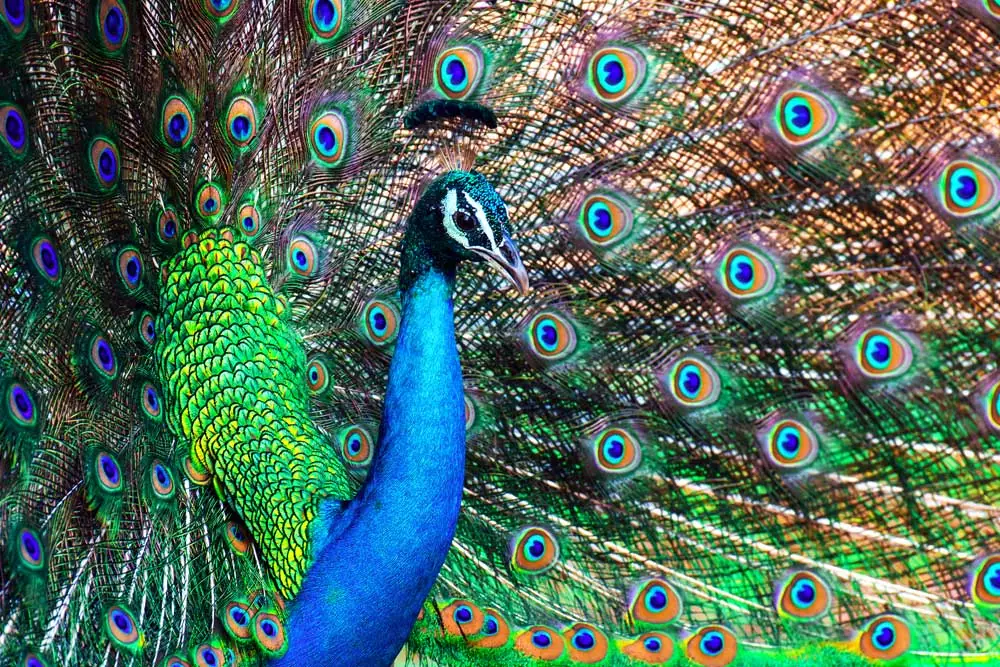 Things to do in Wasgamuwa