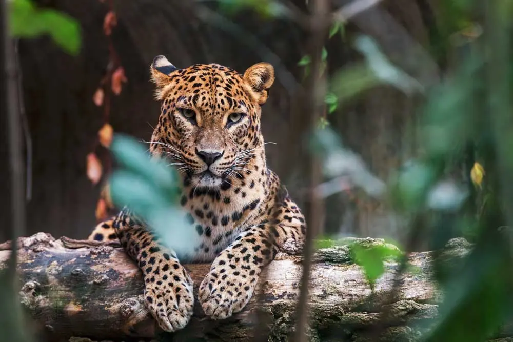 Things to do in Wilpattu