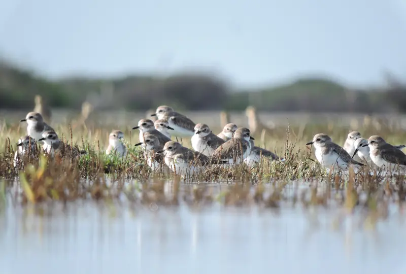 Vogelbeobachtung in Mannar Vogelbeobachtung in Mannar