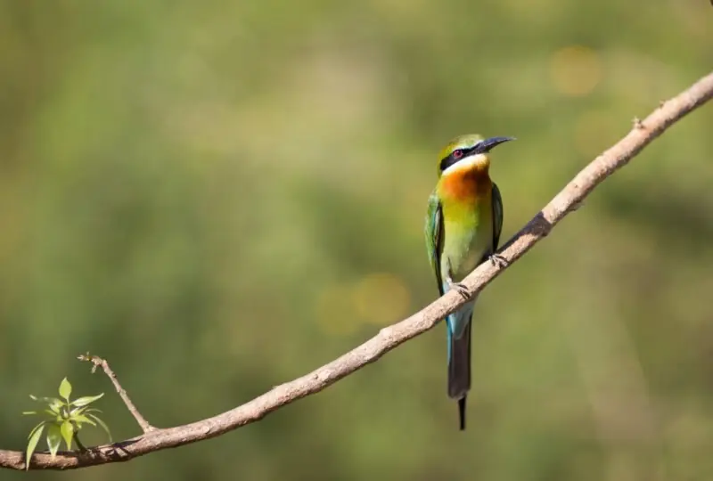 Vogelbeobachtung im Kumana Nationalpark
