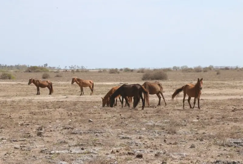 Ganztägige Tour zur Delft-Insel
