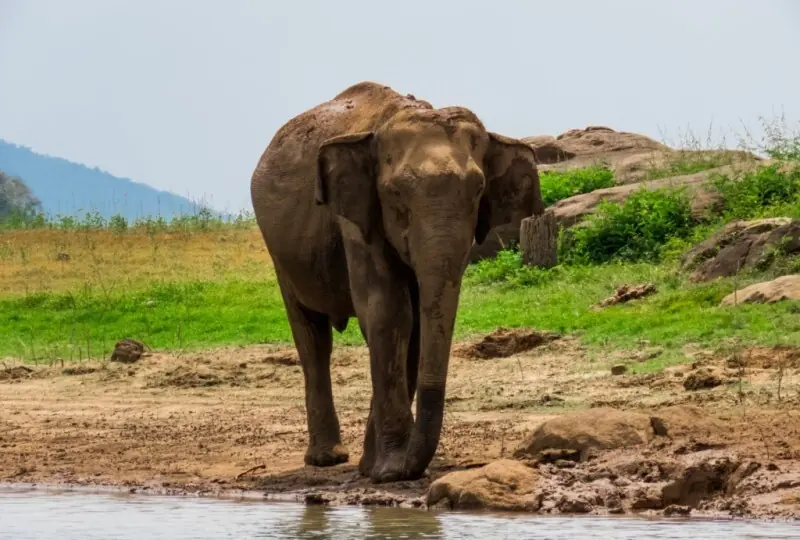 Gal Oya Nationalpark Safari Gal Oya Nationalpark Safari