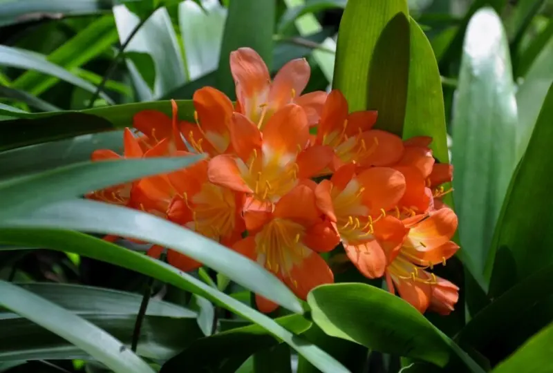 Hakgala Botanischer Garten Hakgala Botanischer Garten