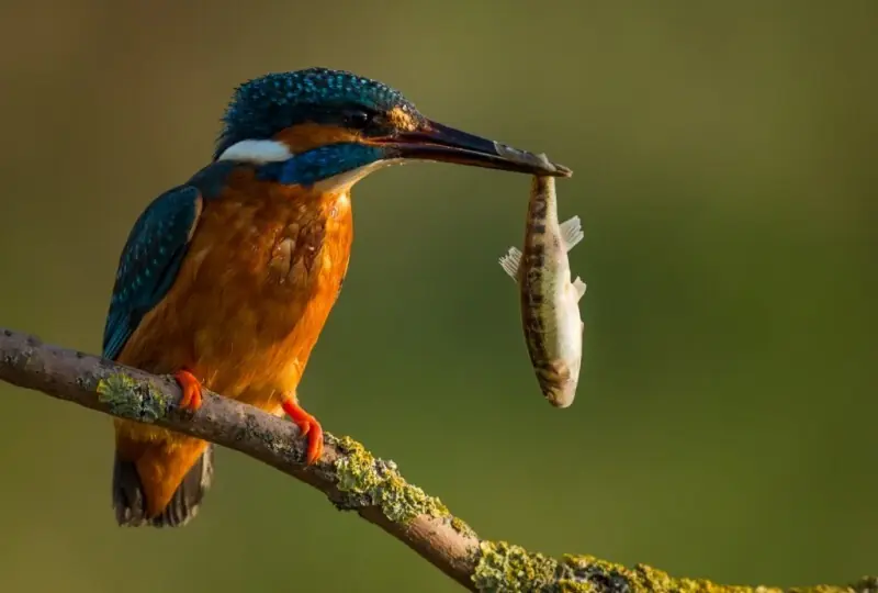Kalametiya Vogelschutzgebiet Kalametiya Vogelschutzgebiet