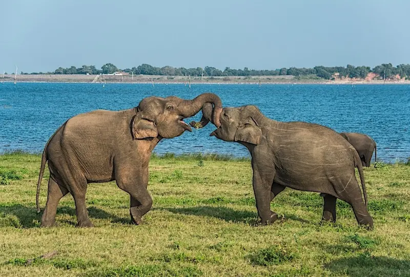 Kaudulla Nationalpark Kaudulla Nationalpark