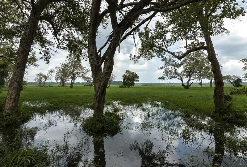 Lahugala National Park Safari