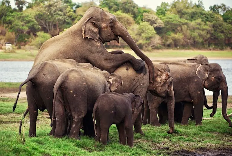 Minneriya Nationalpark Safari Minneriya Nationalpark Safari