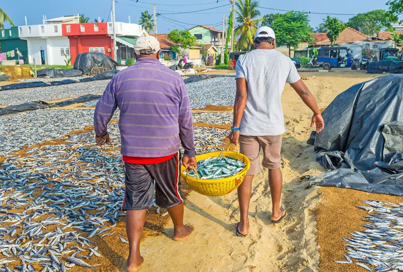 Negombo "Lellama'' Fish Market