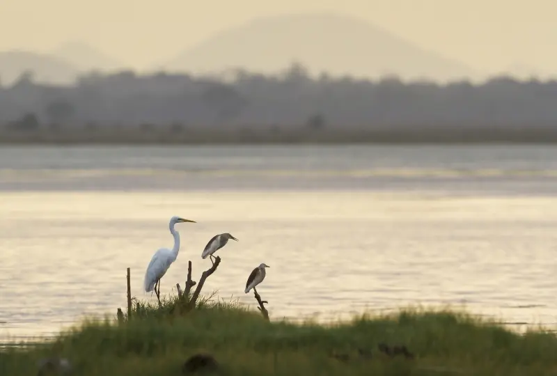 Pottuvil Lagunen-Safari Pottuvil Lagunen-Safari