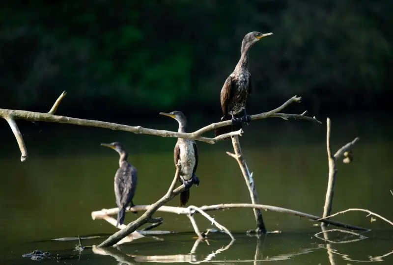 Rekawa Lagune Rekawa Lagune