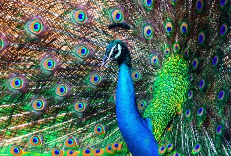 Ridiyagama Safari Park