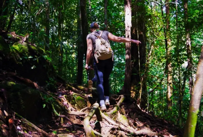 Tagesausflug in den Singharaja-Wald Tagesausflug in den Singharaja-Wald