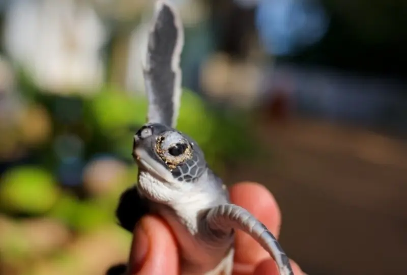 Schildkrötenaufzuchtstation Schildkrötenaufzuchtstation