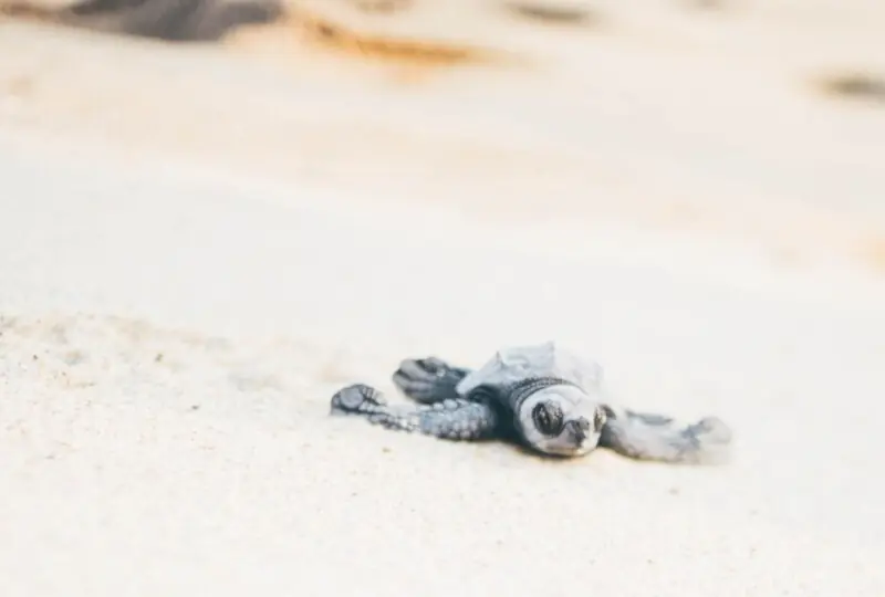 Schildkrötenbeobachtung Rekawa