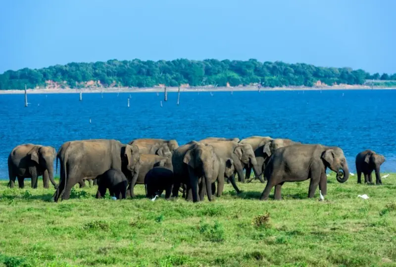 Udawalawe Nationalpark Safari