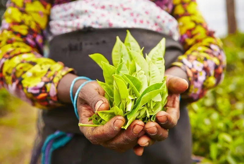 Visit a Tea Factory in Galle